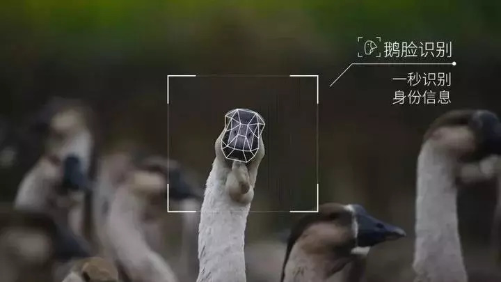 鹅厂和猪厂分别是什么 b041a5988c3946e17638081f55420b27.jpeg