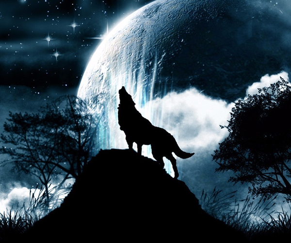 在创业和投资过程中,是应该像孤狼一样独立思考,还是像羊群一样互相