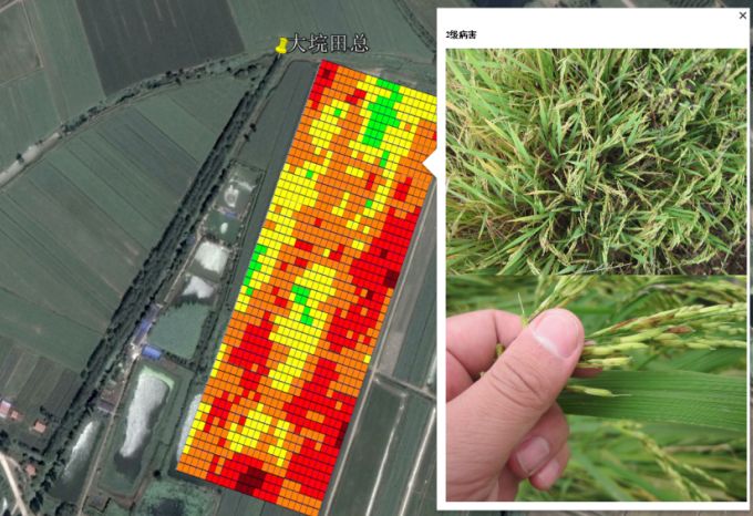 用遥感技术切入病虫害,麦飞科技想做农业领域的ai服务商