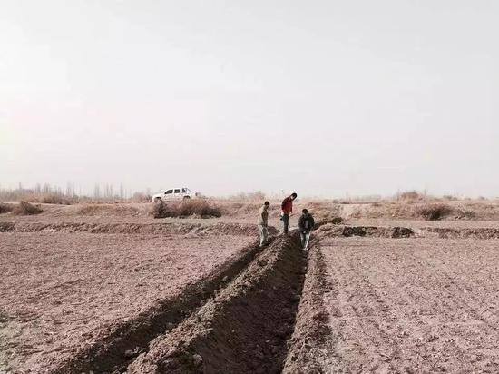 极飞在新疆的棉花地