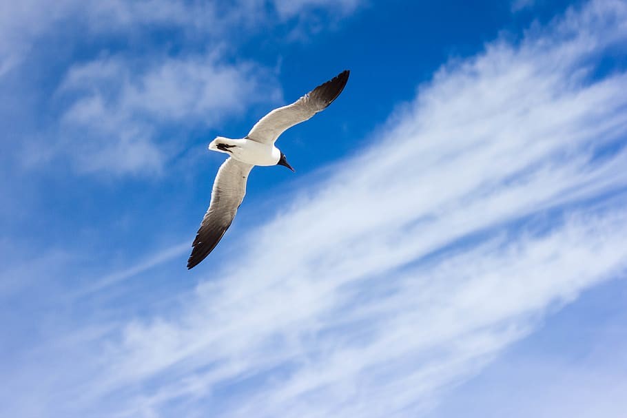 photo-of-flying-white-and-black-bird-during-daytime.jpg