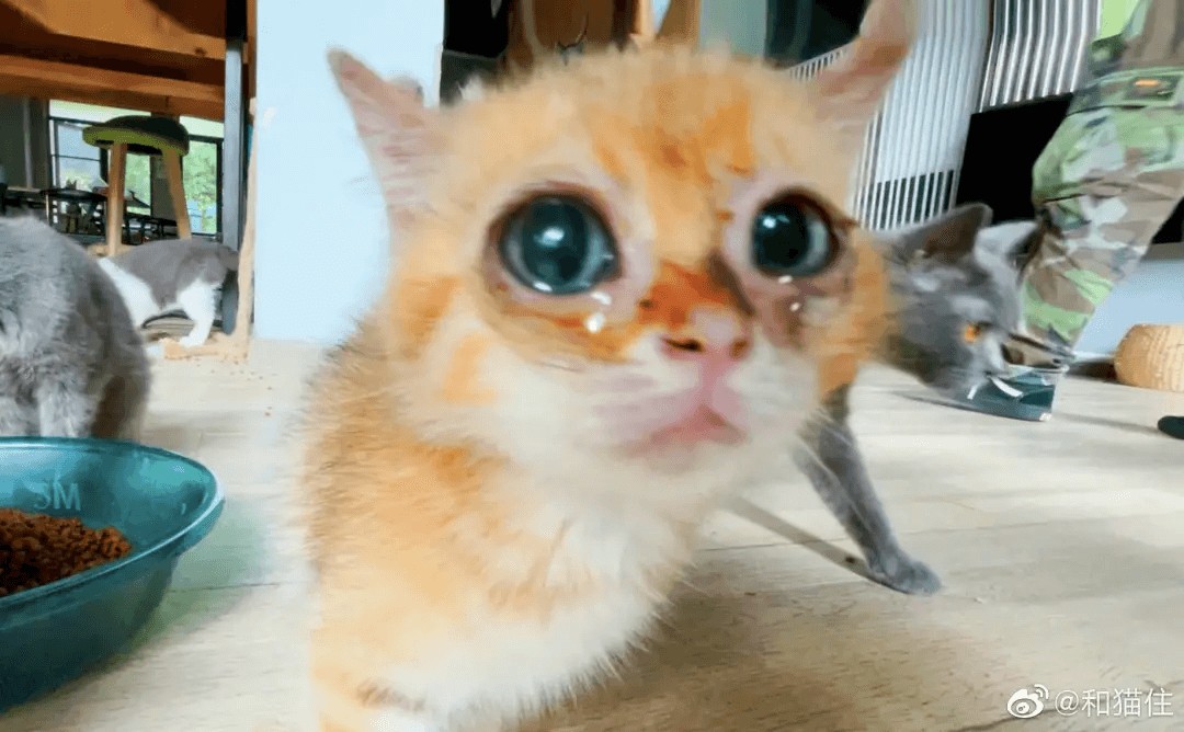 3000亿元宠物经济的背后乱象：猫的子宫、身体与生命，全都是钱