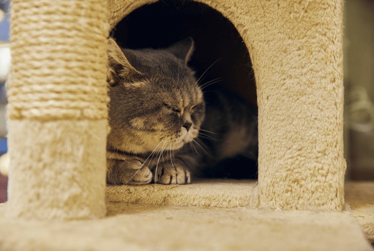 突破猫窝稀缺密码！麦当劳10万份秘籍曝光