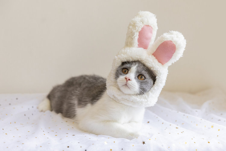 揭秘猫粮狗粮行业：挣钱远超你所想
