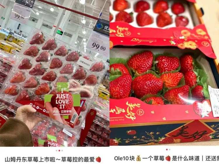 突破财富界限！尝鲜200元一斤日本淡雪白草莓，品味独特奢华体验