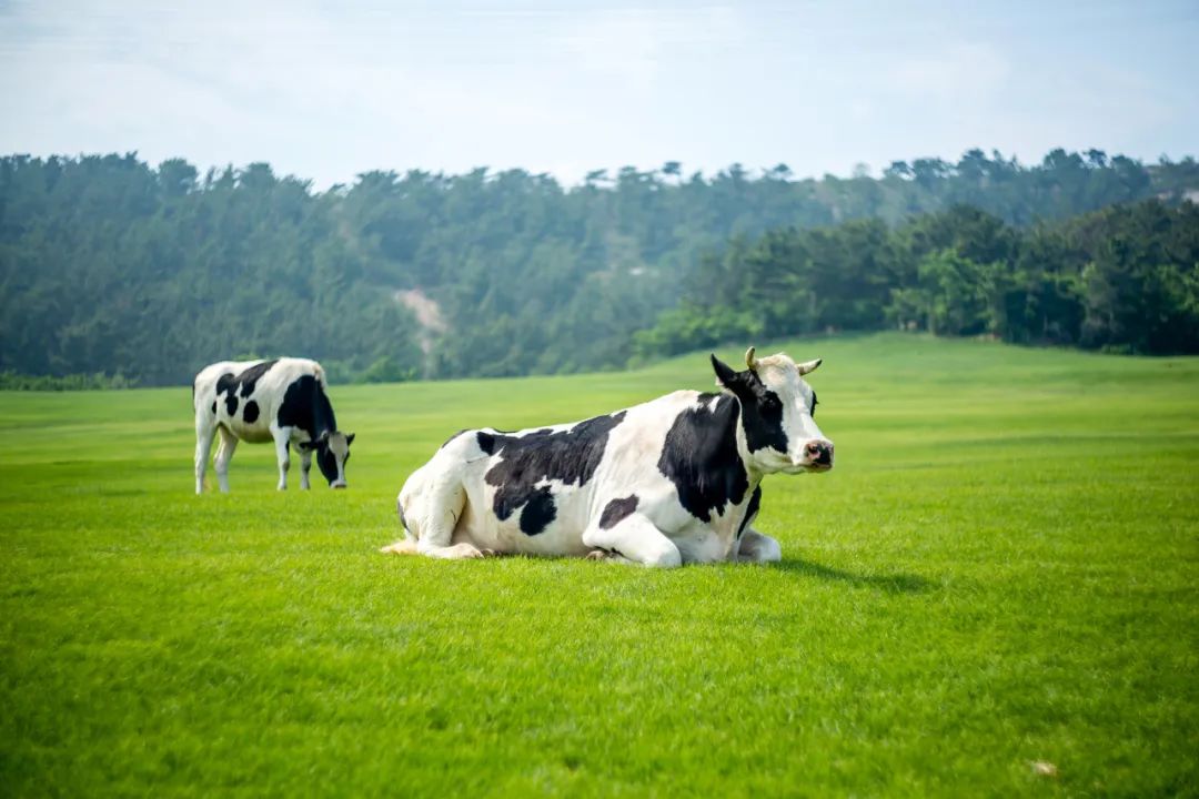 逃出伊利蒙牛围堵网红奶企年入25亿即将上市