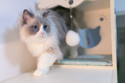 融资丨「魔力猫盒」获C1轮2000万美元融资，继续加大宠物用品研发