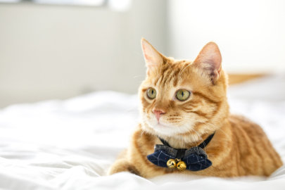 融资丨智能养猫新家电品牌「Unipal有陪宠物」完成新一轮超亿元融资