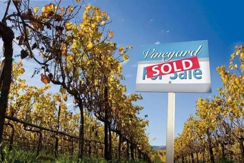 马云当年在波尔多买酒庄的消息曾被热议。 （取材自红酒百科全书WIKIWINE）